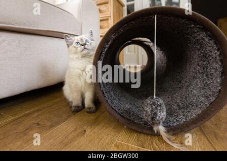Blau spitz Ragdoll Kätzchen zu Hause - September 2016 Stockfoto