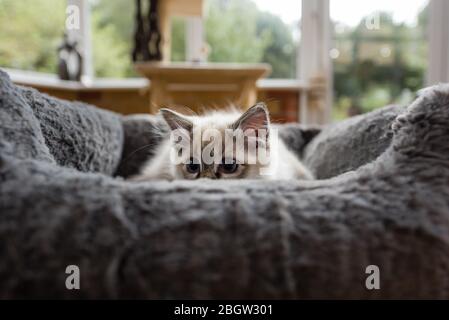 Blau spitz Ragdoll Kätzchen zu Hause - September 2016 Stockfoto