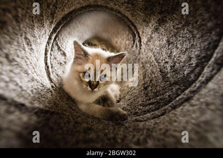 Blau spitz Ragdoll Kätzchen zu Hause - September 2016 Stockfoto
