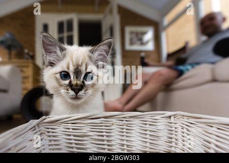 Blau spitz Ragdoll Kätzchen zu Hause - September 2016 Stockfoto