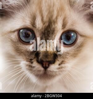 Blau spitz Ragdoll Kätzchen zu Hause - September 2016 Stockfoto