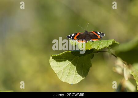 Roter Admiral-Schmetterling auf Brombeblatt- Thetford-Wald, Oktober 2016 Stockfoto