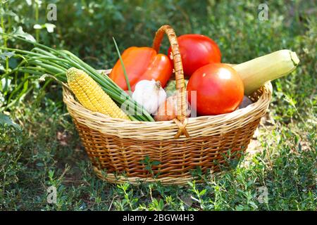 Frisches Bio-Gemüse im Weidenkorb im Freien Stockfoto