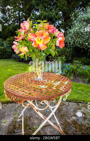 Anordnung von großen mehrfarbigen Apricot Papagei Tulpen mit unregelmäßigen Form Rüschen Blütenblätter im späten Frühjahr, in einem Garten in Surrey, Großbritannien Stockfoto