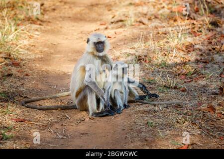 Graue Langur (Semnopithecus entellus) Affen, Mutter und junge sitzende, Satpura Tiger Reserve (Satpura Nationalpark), Madhya Pradesh, Zentralindien Stockfoto