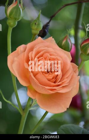 Nahaufnahme einer Rosenblüte, hinter der vier Knospen stehen. Natürlicher grüner Hintergrund Stockfoto