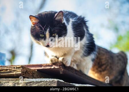 Die obdachlose schwarz-weiße Katze sitzt auf einem Zaun in einem Park. Stockfoto