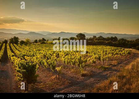 Weinberg bei Sonnenuntergang. Eine Plantage von Weinreben. Hügelige mediterrane Landschaft, Südfrankreich, Europa Stockfoto