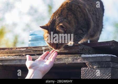 Obdachlose Katze sitzt auf einem Zaun auf einem Hintergrund der grünen Natur. Stockfoto