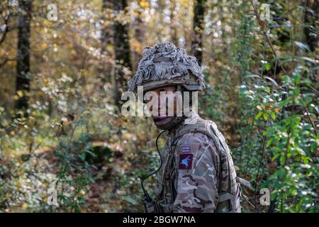 CAYLUS, FRANKREICH - NOVEMBER 15: Französische, britische und amerikanische Fallschirmjäger trainieren gemeinsam im Südfrankreich Wald für die Falcon Amarante Mission, O Stockfoto