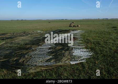 CAYLUS, FRANKREICH - NOVEMBER 14: Ein Soldat, der seinen Fallschirm nach seinem Sprung aus einem Flugzeug in Südfrankreich faltet, um den Falcon Amarante m zu trainieren Stockfoto