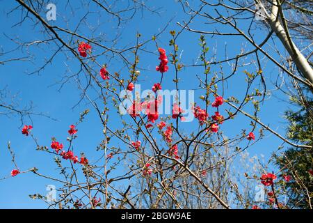 Niedrige Winkelansicht von Chaenomeles japonica, bekannt als entweder die japanische Quitte oder Maule Quitte, ist eine Art von blühenden Quitte klaren blauen Himmel im Hintergrund Stockfoto