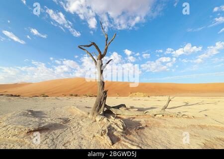 Deadvlei ist eine weiße Lehmpfanne befindet sich in der Nähe der berühmteren Salz Pfanne des Sossusvlei im Namib-Naukluft Park in Namibia. Stockfoto