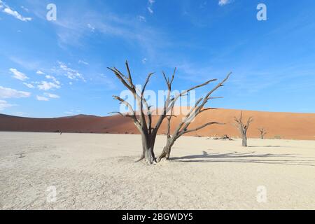 Deadvlei ist eine weiße Lehmpfanne befindet sich in der Nähe der berühmteren Salz Pfanne des Sossusvlei im Namib-Naukluft Park in Namibia. Stockfoto