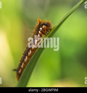 Trinker-Mottenlarve - Strumpshaw fen rspb, Mai 2018 Stockfoto