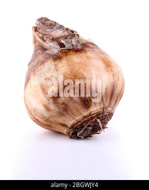 Blumenzwiebel isoliert auf weiß Stockfoto