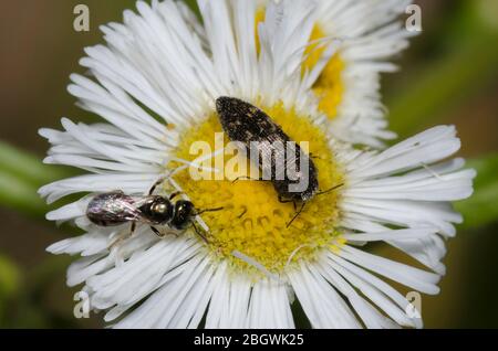 Sweat Bee, Lasioglossum sp. Und Metallic Wood-Boring Beetle, Acmaeodera neglecta, Nahrungssuche auf Fleabane, Erigeron sp. Stockfoto