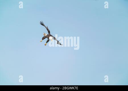 Der Erwachsene Weißkopfadler, der seine Beine ausstreckt, als er nach unten kommt, um einen Fisch zu schnappen - Susqehanna River, Maryland, USA Stockfoto