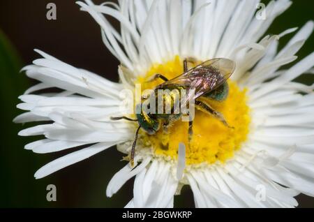 Schwitzbiene, Augochlorella sp., Futter auf Fleabane, Erigeron sp. Stockfoto