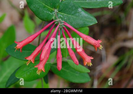 Korallenhonigblatt, Lonicera sempervirens, Blüten Stockfoto