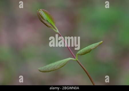 Korallenhonigblatt, Lonicera sempervirens, Weinrebe Stockfoto