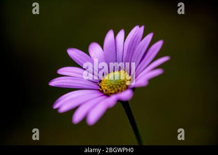 Wunderschönes Lila Gänseblümchen Stockfoto