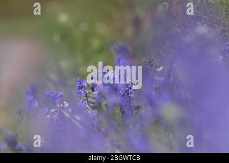 Bluebells am Straßenrand. April 2020 Stockfoto