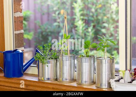 Gemüsesämlinge wachsen in wiederverwendbare Blechdosen und Eierbox auf Fensterleiste, Garten hinter. Selbstversorgung zu Hause, Geld sparen und recyceln Stockfoto