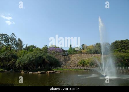 Brunnen in Roma Street Parkland, Brisbane, Queensland, Australien. Stockfoto