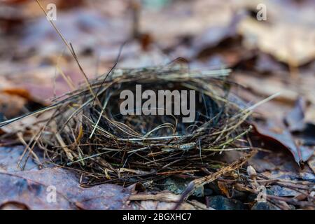 Konzentrieren Sie sich auf Edge of Empty Bird Nest in Smokies Stockfoto