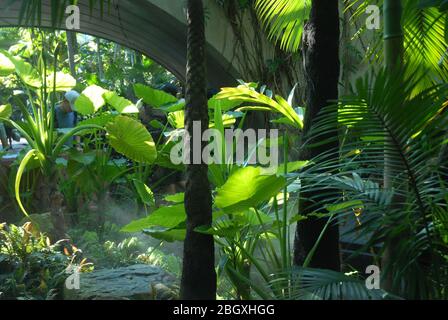 Misty Fern Gully, Roma Street Parkland, Brisbane, Queensland, Australien. Stockfoto