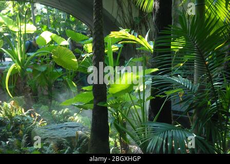 Misty Fern Gully, Roma Street Parkland, Brisbane, Queensland, Australien. Stockfoto