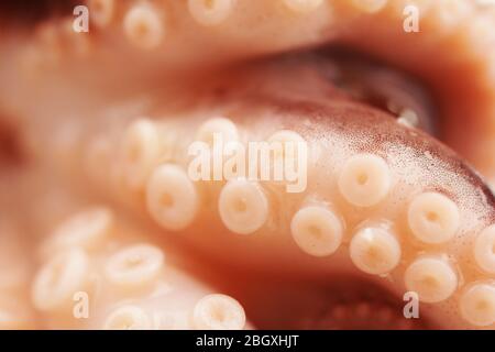 Nahaufnahme des Octopus Tentakel mit Saugern (Makro) Stockfoto