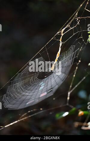 Foto: Ein Nahaufnahme-Makrobild eines Spinnennetzes, von der Sonne hinterleuchtet. Stockfoto