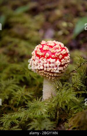 Rot bedeckter Fliegenpilz mit weißen Flecken, der durch einen grünen Moos-Regenwald wächst. Amanita muscaria Pilze hat halluzinogene, giftige an Stockfoto