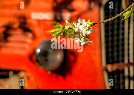 Kirschblüte, Ast über alten Traktor Stockfoto