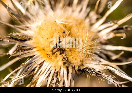 Carline Distel im april in Deutschland Stockfoto