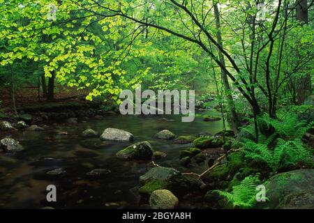 Stony Brook, Harriman State Park, New York Stockfoto