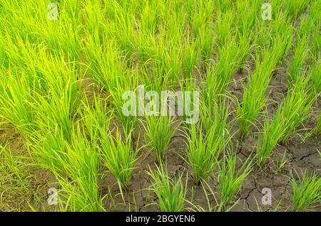 Oryza sativa ist die Pflanzenart, die am häufigsten im Englischen als Reis bezeichnet wird. Reis ist bekannt, um in einer Vielzahl von Farben, einschließlich kommen: Weißer Reis, b Stockfoto