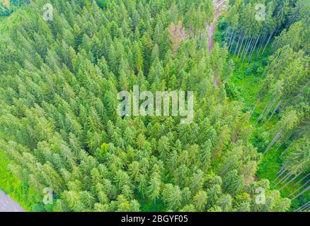 Schöne Panorama-Blick aus der Luft auf immergrüne Bäume Gipfel des Kiefernwaldes. Stockfoto