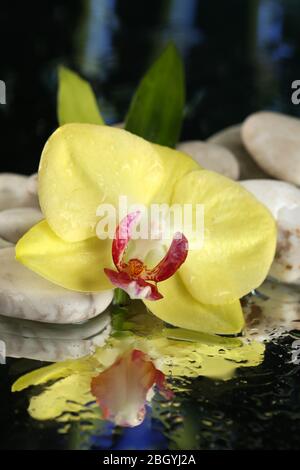 Orchideenblumen mit Wassertropfen und Kieselsteinen auf dunklem, farbenfrohem Hintergrund Stockfoto