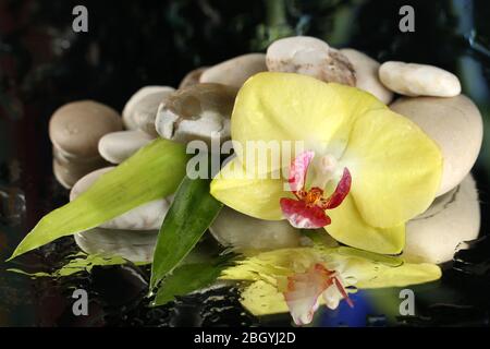 Orchideenblumen mit Wassertropfen und Kieselsteinen auf dunklem, farbenfrohem Hintergrund Stockfoto