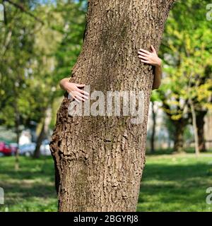 Die Hände der Frau umarmen einen Baumstamm Stockfoto