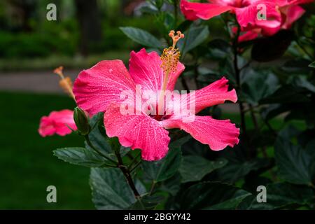 Eine leuchtend rosa Hibiskusblüte mit ihren weit geöffneten Blütenblättern und mit glitzernden Wassertropfen nach einem Frühlingsregen-Duschen bedeckt. Stockfoto