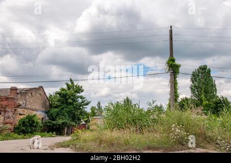 Ruhige Landschaft der Dorfstraße mit überwucherten elektrischen Pfosten und weißen grauen Wolken in blauem Himmel oben. Silhouette von Straße Hund auf staubigen Land r Stockfoto