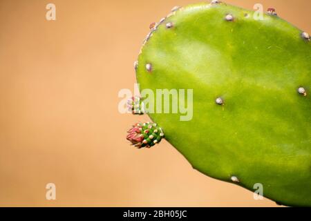 Rosa Kaktus Blume blühend, Kaktus Kaktus Blume heiß sommer blühend Stockfoto