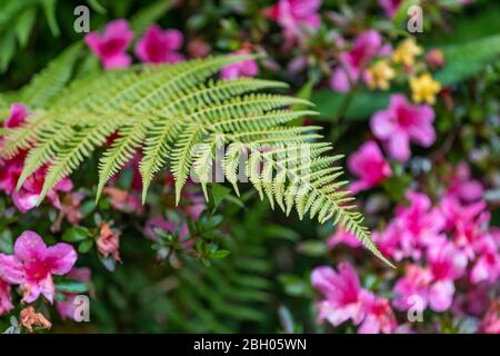 Nahaufnahme eines grünen Farns, mit blühenden rosa Blüten im Hintergrund Stockfoto