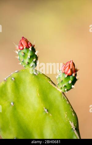 Rosa Kaktus Blume blühend, Kaktus Kaktus Blume heiß sommer blühend Stockfoto