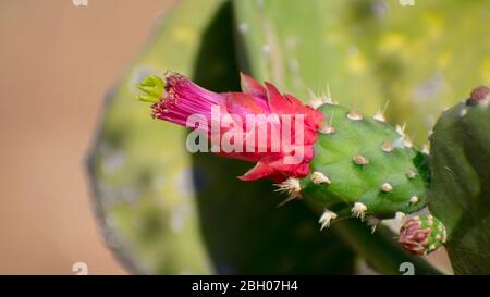 Rosa Kaktus Blume blühend, Kaktus Kaktus Blume heiß sommer blühend Stockfoto