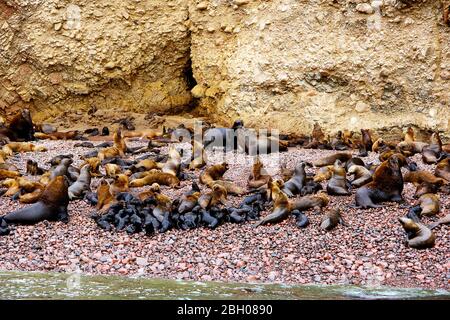 Südamerikanische Seelöwen (Otaria flavescens) Kolonie am Strand der Ballestas-Inseln im Paracas-Nationalpark, Peru Stockfoto